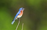 Eastern Bluebirdborder=